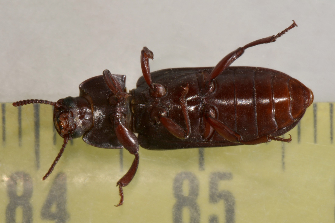 Tenebrionidae: Tenebrio molitor?  S !